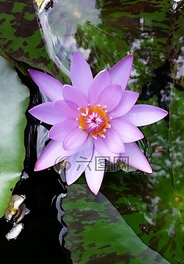 水百合,蓮花,植物