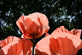 性質(zhì),罌粟,花