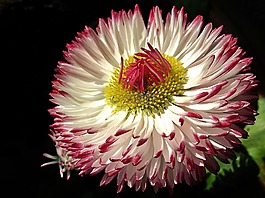 花,黛西,性質(zhì)