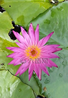 水百合,蓮花,植物