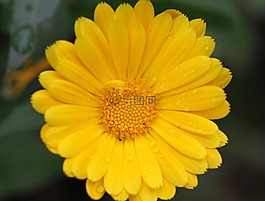 黃色,花,性質(zhì)