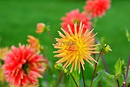大麗花,dahlia cultivas,仙人掌花