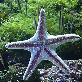 海底世界,海星,水族館