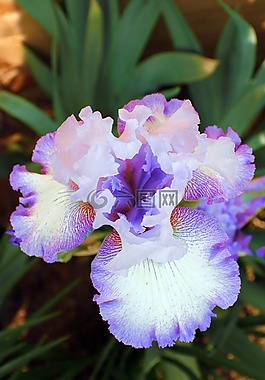 鳶尾花,花,盛開
