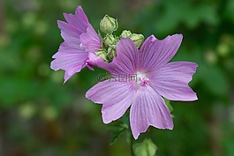 錦葵,花,開花