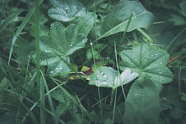 廠,草,雨滴