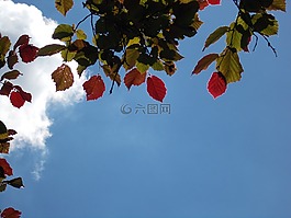 葉子,著色,核桃