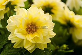 花,黃色,風(fēng)信子