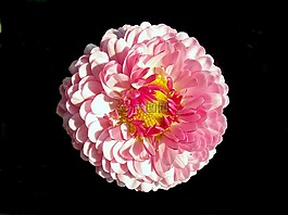 花,黛西,花瓣