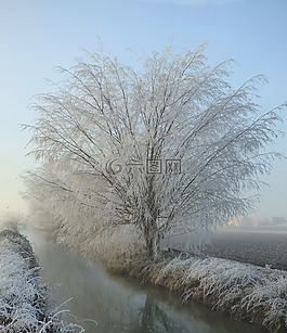 樹,弗羅斯特,雪
