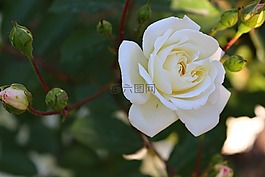 玫瑰,白,花