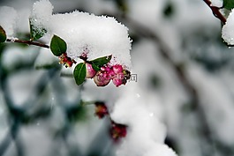 冬天,性質(zhì),樹