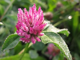 開花,花園,植物群