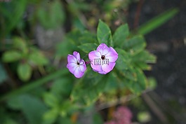 宏,粉色,花卉