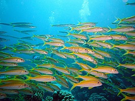 水下,跳水,魚群