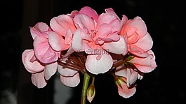 天竺葵,粉紅色,花
