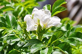布萊恩 ·,花卉,玫瑰花