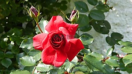 玫瑰,紅色,性質(zhì)