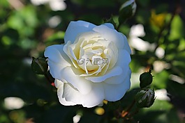 玫瑰,白,花