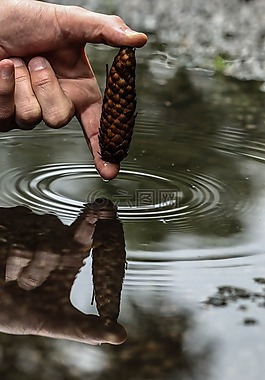 松球,錐,水坑里