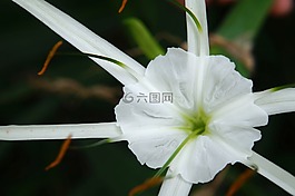 花,白色的花,翼