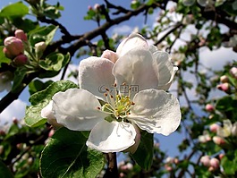 花,樹,蘋果