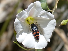 甲壳虫,橘色和黑色,花