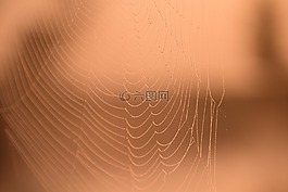 morgenrot,露水,蜘蛛網(wǎng)