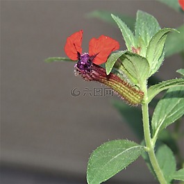 特写,花,蝙蝠面对