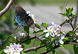 蝴蝶,蘋果,蘋果花