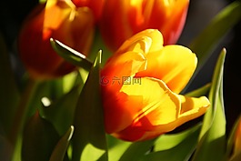 郁金香,花,性質(zhì)
