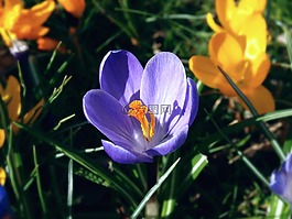紫色和黄色的番红花,春天的花朵,叶子