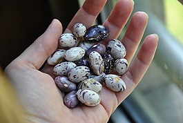 成分,豆,糧食