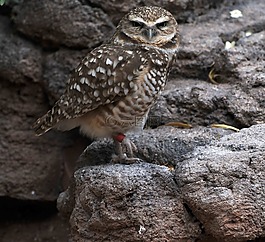 貓頭鷹,鳥,野生動物
