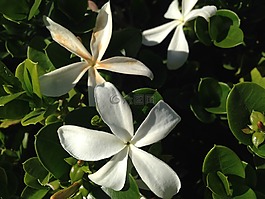 鮮花,白,自然