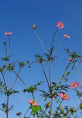 花,野生的宇宙,粉红色