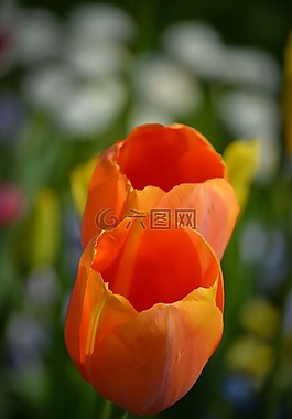 郁金香,花,春天