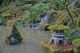 日本,花园,秋天