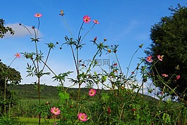 花,野生的宇宙,粉红色