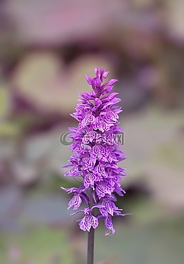 蘭花,紫,鮮花