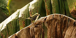 性質(zhì),。,金迪奧