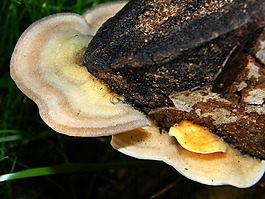 真菌,蘑菇,食品