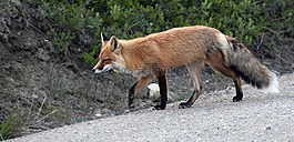 紅狐,野生動物,自然