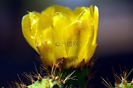 仙人球,仙人掌花,黃色