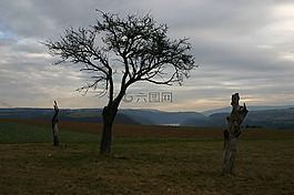 樹(shù),冬天,景觀