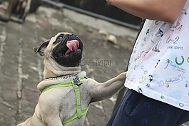 帕格,舌头,跳跃的狗