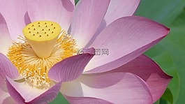 開(kāi)花,蓮花,廠