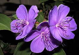 花,自然,植物區(qū)系