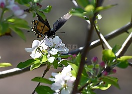 蝴蝶,蘋果,開(kāi)花