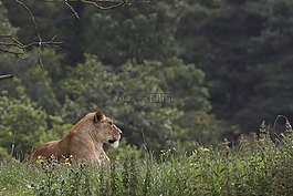 母狮,野生动物公园,猫
